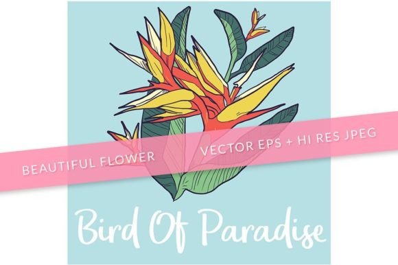 Download Bird of Paradise Flower Illustration 2 - Flower illustration Collection